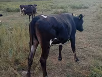 Krowa, Russian Black pied cattle — zdjęcie 1