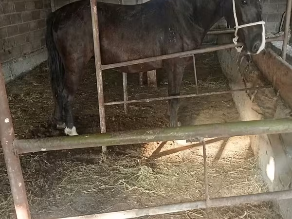 Iapă, Friesian sport horse