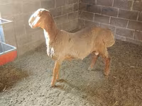 Kambing jantan, Arashan sheep — foto 1