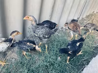 Chickens — عکس 5
