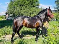 Ngựa đực, Swedish warmblood horse — ảnh 8