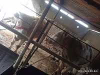گاو نر, Simmental cattle — عکس 3
