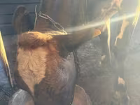 Lembu betina, Latvian Blue cattle — foto 3