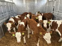 گاو نر, Simmental cattle — عکس 1