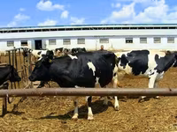 Lo’, Holstein breed — sawirka 3