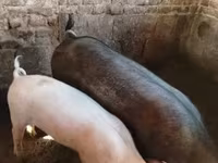 Scrofa, Maiali — foto 5