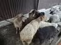 பெண் ஆடு, Edilbay sheep — புகைப்படம் 4