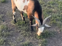 Billy Goat, Goats — photo 3