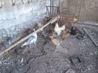 Chickens — foto 1