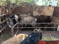 Får, Rhon sheep — foto 8