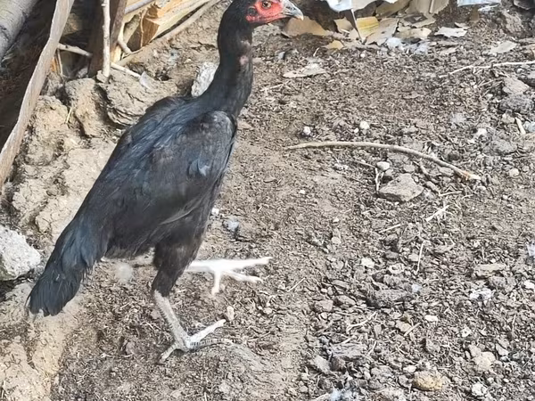 Guinea fowl