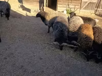 قوچ, Racka sheep — عکس 1