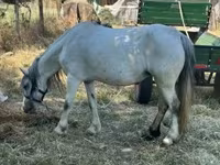 Kobyła, Konie — zdjęcie 3