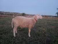 Bagge, Assaf sheep — foto 2