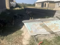 Chickens — foto 1