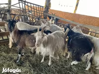 Koza, Kozy — foto 7