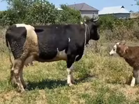 Vaca, Russian Black pied cattle — foto 5