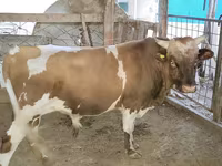 Bulle, Swiss cattle — Foto 4