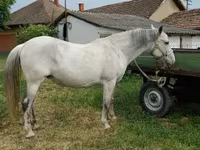 Kobyła, Hungarian horse breed — zdjęcie 1