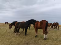 Horse (M), Horses — photo 1
