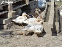 Ducks — 사진 1