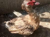 Ducks — foto 1