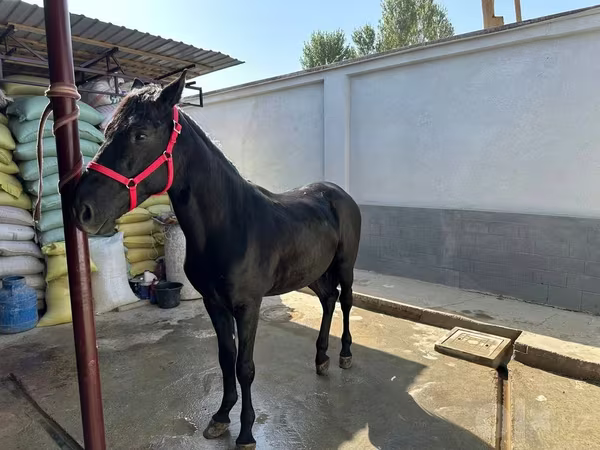 Cavallo, Cavalli
