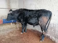 Dibi, Cattle — sawirka 1