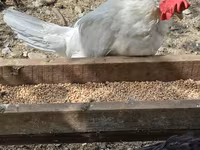 Chickens — تصویر 3