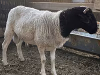 Koç, Dorper sheep — foto 4