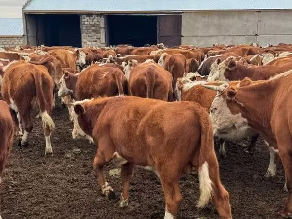 Bull, Simmental cattle