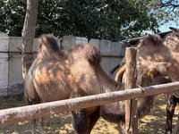 Unta jantan, Camels — foto 1