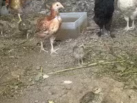 Chickens — تصویر 3