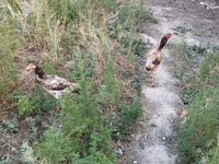 Chickens — foto 5