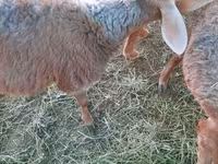 میش, Rhon sheep — عکس 6