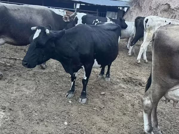 암소, Latvian Blue cattle
