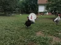 Turkeys — ፎቶ 2