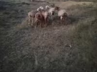 مینڈھا, بھیڑیں — تصویر 7