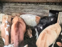 母牛, Simmental cattle — 照片 5