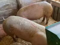 Babi hutan, Pigs — foto 2