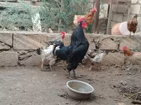 Chickens — fotografija 3
