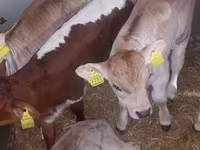 황소, Simmental cattle — 사진 5