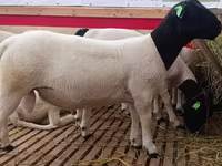 በግ, Sheep — ፎቶ 2