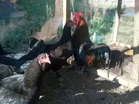 Chickens — عکس 5