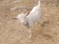 Kambing jantan, Goats — foto 3