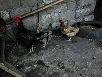 Chickens — รูปภาพ 3
