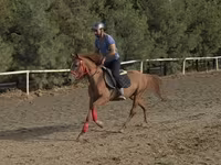 Hengst, Karabakh horse — Foto 1