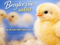 Ross 308 — zdjęcie 2