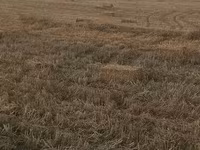 Saman balyaları – xırda (düzbucaqlı) balya - Məzmun: biçindən sonra — تصویر 2