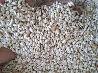 Продаю Сафлор
Свежий этого года — foto 1
